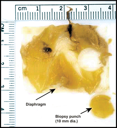 Figure 2.  Shown is one of the diaphragms and the region that was sampled for analysis using the biopsy punch. The rulers (1–4 cm) provide an indication of the size and sampling location. The biopsy punch was 10 mm diameter.