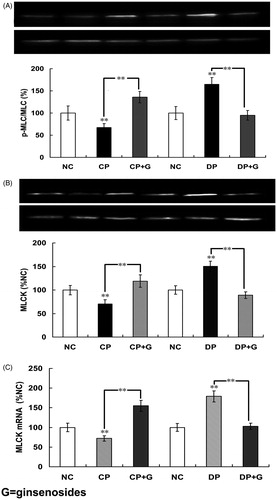 Figure 5. Effects of ginsenosides on myosin phosphorylation, MLCK contents, mRNA expression, and MLCK contents (A) the phosphorylation of 20-kDa regulatory light chain subunit of myosin (p-MLC20), (B) the protein content of myosin light chain kinase (MLCK) and (C) the expression of MLCK mRNA in the normal control group (NC), constipation-prominent group (CP), diarrhea-prominent group (DP), 30 mg/kg ginsenosides treated CP group (CP + C) and 30 mg/kg ginsenosides treated DP group (DP + C). All the data represent mean ± SEM from four independent experiments; **p < 0.01 compared with the NC.