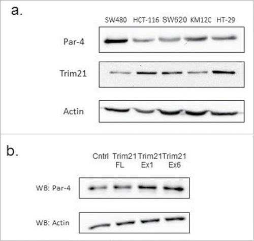 Figure 3. TRIM21 is not sufficient to downregulate Par-4 protein levels. (a) Western blots of endogenous expression levels of Par-4 and TRIM21 in colon cancer cell lines show an inverse correlation in expression. (b) SW480 cells were transfected with either a control plasmid or various TRIM21 constructs for 48 hours. Whole cell lysates were collected and Par-4 protein levels are analyzed by Western blot with actin as a loading control.