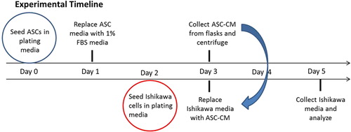 Figure 1. Outline of conditioned media experimental timeline.