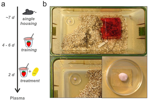Figure 1. Illustration of the experimental setup for voluntary oral ISR administration. (a) Schematic overview of the experimental design. Mice were single housed for approximately one week, followed by the training period with drug-free strawberry-flavored yogurt (SFY) for 4 to 6 days. Subsequently, mice were treated with multiple-doses for two consecutive days with a specific ISR dose (as indicated for each cohort) mixed into SFY immediately before administration. (b) Mouse cage with standard housing conditions (top). In the front part of the cage, SFY with or without ISR is presented in a 35 mm cell culture dish, which is glued to the cage floor with bedding material removed around it (shown in enlargements at the bottom).