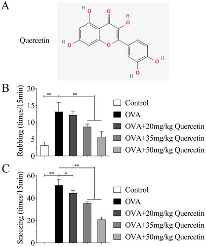 Figure 1. Quercetin inhibits OVA-induced nasal symptoms of AR. The AR mice model was established and quercetin (20, 35, and 50 mg/kg) was given oral, nasal allergic symptoms including (A) rubbing and (B) sneezing were quantified. **p < 0.01. *p < 0.05.