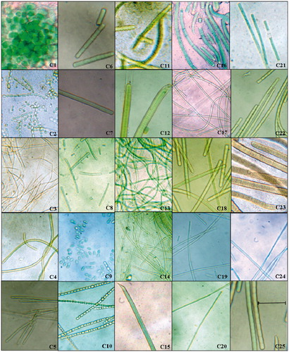 Figure 2. Micrographs of cyanobacterial isolates at 100×. Twenty-five different strains of cyanobacteria were isolated from various coastal regions of Tamil Nadu. The monocultures of all isolated cyanobacteria were examined under light microscope (Binocular microscope inverted epifluorescence Model XTS, Italy) at the same magnification; the scale bar 50 µm applies to all panels and the genera of cyanobacteria were identified following Desikachari (Citation1959) manual. C12 (Lyngbya aestuarii CNP 1005) and C22 O. boryana BDU 91451) showed promising antiplasmodial activity (IC50 = 18 µg mL−1) against Pf3D7. Table 3 indicates the names of genera for the strains in the figure.