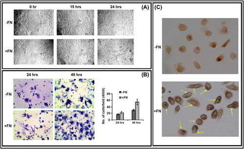 Figure 4. Effect of FN on PC-3 cell migration, invasion and cell surface expression of CD-44: A. Wound-healing assay of PC-3 cells grown without (-FN) or with FN (+ FN). B. Transwell assay. C. Immunocytochemistry was preformed with anti-CD-44 (1 μg/ml dilution) primary and respective biotin-labeled secondary antibody (1 μg/ml dilution).