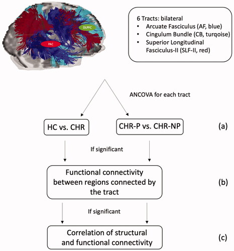 Figure 1. Study Protocol. DLPFC, PAC and dACC generate the auditory-evoked gamma-band response. CHR: Clinical High-Risk; -NP: Non-Psychosis; -P: Psychosis; dACC: dorsal Anterior Cingulate Cortex; DLPFC: Dorsolateral Prefrontal Cortex; HC: Healthy Controls; PAC: Primary Auditory Cortex.
