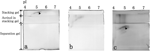 Figure 2.  Esterase activities in the non-denaturing stacking gel containing 0.1 M Tris–HCl (pH 6.8) (a), in the non-denaturing stacking gel containing 0.1 mM acrinol and 0.1 M acetate buffer (pH 4.8) (b) and in the non-denaturing separation gel (c) after the separation of cytosolic proteins in the mouse liver by non-denaturing IEF. Esterase activity spots are indicated by arrowheads.