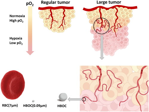 Figure 1. Diagram of tumour oxygenation after HBOC administration in the large tumour model.