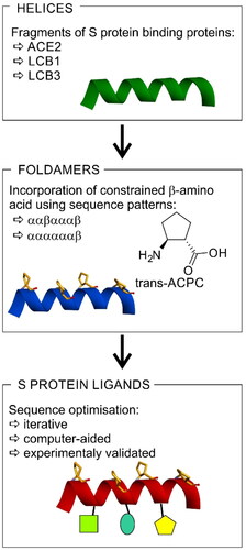 Figure 1. The strategy for the development of SARS-CoV-2 S protein-human ACE2 interaction inhibitors based on peptide foldamers.