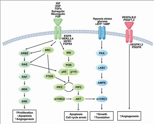 Figure 1 Druggable signaling pathways in endometrial cancer. Abbreviations: EGF, epidermal growth factor; IGF, insulin-like growth factor; TGFα, transforming growth factor α; FGF, fibroblast growth factor; HER, human epidermal growth factor receptor; EGFR, epidermal growth factor receptor; IGFR1, insulin-like growth factor receptor 1; FGFR2, fibroblast growth factor receptor 2; ATP, adenosine triphosphate; AMP, adenosine monophosphate; VEGF, vascular endothelial growth factor, PDGF, platelet-derived growth factor; VEGFR, vascular endothelial growth factor receptor; PDGFR, platelet-derived growth factor receptor; GRB2, growth factor receptor-bound protein 2; RAS, rat sarcoma gene; Raf, V-raf-1 murine leukemia viral oncogene homolog 1; MEK, mitogen activated protein kinase kinase; ERK, mitogen activate protein kinase; SRC, V-src sarcoma (Schmidt-Ruppin A-2) viral oncogene homolog; IRS, insulin receptor substrate; PI3K, phosphatidylinositol 3 Kinase; PTEN, phosphatase and tensin homolog deleted on chromosome 10; PIP2, phosphatidylinositol 4,5-bisphosphate; PIP3, phosphatidylinositol (3,4,5)-triphosphate; AKT, v-akt murine thymoma viral oncogene homolog 1; PKA, protein kinase A; LKB1, liver kinase B1; AMPK, adenosine monophosphate kinase; mTORc, mammalian target of rapamycin Complex.