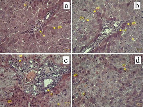 Figure 7. Histological findings in the liver of Walker-256 carcinosarcoma-bearing animals. H&E stain. (a) no treatment; (b) DOX; (c) DOX + EMF; (d) EMF: neutrophil infiltration (ni), hepatocytes with empty nuclei (Eh), hepatocyte hypertrophy (h), ground-glass hepatocytes (gh), biliary hyperplasia (e), magnification x400