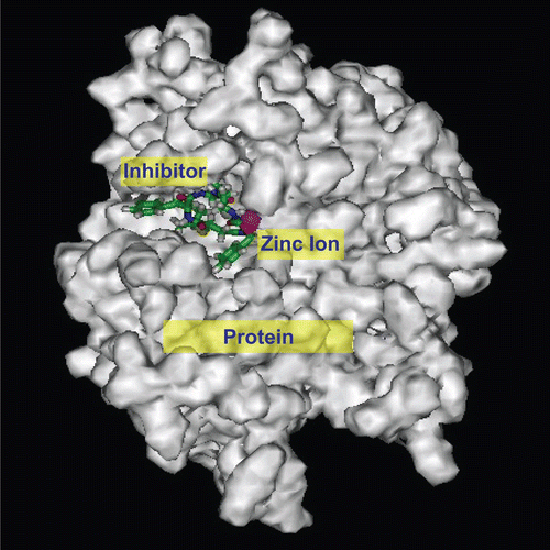 Figure 5.  Resultant conformation after molecular docking between inhibitor 8c and TACE on SCI Octane 2 graph workstation using advanced Insight II 2003.3L molecular modeling software.