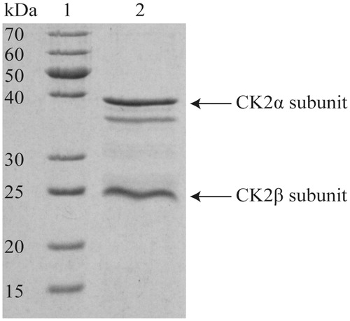 Figure 7. SDS-PAGE of purified human protein kinase CK2 holoenzyme. About 15 µL of purified protein solution (0.25 µg/µL) were separated on a 12.5% acrylamide gel and stained with Coomassie Brilliant Blue G250. At the left, the apparent molecular mass of the marker proteins (lane 1) is given. Lane 2 shows the purified human CK2 enzyme holoenzyme (3.75 µg). The band below the CK2α belongs to the well-known degradation product of the α-subunit CK2α (amino acids 1–335), which is supposed to be enzymatically active and using occurs during purificationCitation33.