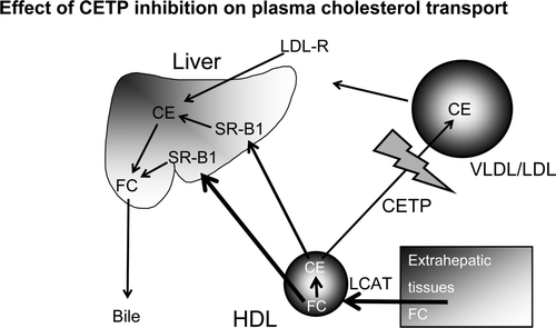 Figure 2.  CETP inhibition. By blocking the transfer of cholesterol esters from HDL to VLDL/LDL the cholesterol content of HDL increases and that of VLDL/LDL decreases. (CE = cholesteryl ester; CETP = cholesteryl ester transfer protein; FC = free cholestrol; LCAT = lecithin cholesteryl acyl transferase, SR-B1 = scavenger receptor B1). By courtesy of Professor Philip Barter, Sydney.