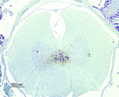 Figure 3.  Immunohistochemical detection of influenza A viral nucleoprotein in the spinal cord of SPF chickens inoculated intranasally with 105.5 ELD50 (G1) of H7N1 A/Chicken/Italy/5093/99 at 3 d.p.i. Viral antigen was detected on ependymal cells surrounding the central canal and in the nearest glial cells and neurons in the grey matter from a G1 chicken at 3 d.p.i.