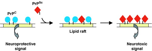 Figure 3.  A model for the role of lipid rafts in the conversion of PrPC to PrPSc and subsequent disease progression. PrPC is attached to the membrane via its GPI anchor and upon clustering in lipid rafts transduces neuroprotective signals into the cell. Infectious PrPSc inserts into the target cell membrane alongside the PrPC in the rafts. Conversion of the PrPC to PrPSc may affect signalling events involving PrPC, leading to neurotoxicity and cell death. Reproduced with permission from Citation[91]. This figure is reproduced in colour in Molecular Membrane Biology online.