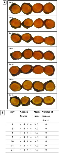 Figure 6. Representative (A) digital images of NaFL staining of the NaOH-treated corneas (n = 4) (B) scoring table. The images show corneal damage and a decrease in stain retention over time. On each day, the corneas were not in the same order. The assigned NaFL stain-retention score of the 10% NaOH scores are presented in Table (see Table 3 for the scoring scale). The entire surface of the corneas are covered with stain retention (yellow–brown coloured stain), depicting the damage to the corneas.