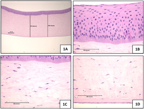 Figure 1. Negative control (sterile, deionised water), 10-min exposure, 120-min post-exposure. (A) Full thickness, magnification 42x (B) Epithelium, magnification 420x (C) Stroma directly below the anterior limiting lamina, magnification 420x (D) Endothelium, magnification 420x.