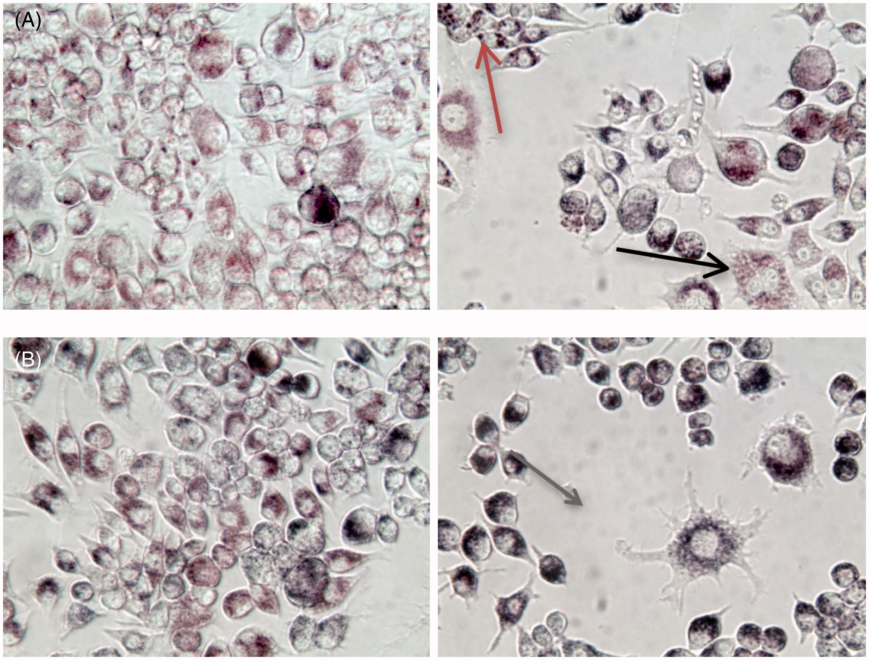 Figure 1. RAW264.7 mouse macrophages treated for 24 h with (a) 25 µg/ml BioPure AuNP without LPS (left) and with LPS (right, 1 µg/ml). Red/Grey arrow = AuNP concentrated in phagosomes; Black arrow = cell division. (b) Cells treated for 24 h with 50 µg/ml Econix AuNP, with and without LPS. Gray arrow = activated macrophage. Total magnification = 400×.