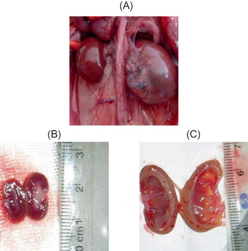 FIGURE 1. Gross anatomy of kidney. (A) At 14d after UUO, kidney was significantly enlarged. (B) In sham group, renal cortex and medulla had clear boundary. (C) Kidneys in UUO group showed obvious thinning of renal parenchyma, dilated renal pelvis, and compressed papilla and flattened and blunt fornix papilla, some of which turned into concave shape.
