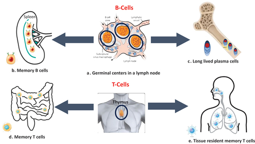 Figure 2. Key immunological determinants of durable vaccine-induced immune responses.Both B-cell and T-cell responses help in providing durability to vaccine-induced immune responses. A. Germinal centers (encircled) in lymph nodes are factories of B-cell production and their maturation. B. Memory B cells in lymphoid tissues like the spleen. C. Long-lived plasma cells move to the bone marrow niches and survive there, providing long-lasting immunity.D. Memory T-cells in the lamina propria and epithelium of the intestine. E. Tissue-resident memory T-cells (TRM) in the nasal passages and lungs. These cells are in non-lymphoid tissues, such as skin, gut, and lung airways, and do not recirculate through the blood. Most T cells mature in the thymus gland before subsequent export to the periphery.
