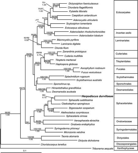 Fig. 1. Phylogenetic tree of the Phaeophyceae based on the maximum likelihood analysis of combined partial rbcL and 26S data (GTR+I+G model, –ln likelihood=14013.8779). Numbers above lines indicate bootstrap values (left: ML; right: MP), numbers below Bayesian posterior probabilities. Dashes indicate that branches received a bootstrap support of 50% or less, or less than 70% Bayesian probability. The scale bar indicates substitutions per site.