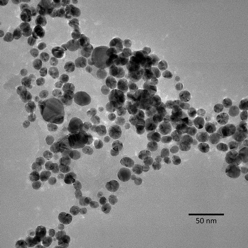 Figure 1. TEM images of NM-300 K (AgNPs) in the stock dispersion. The nanoparticles had an average size of 14.4 ± 2.5 nm