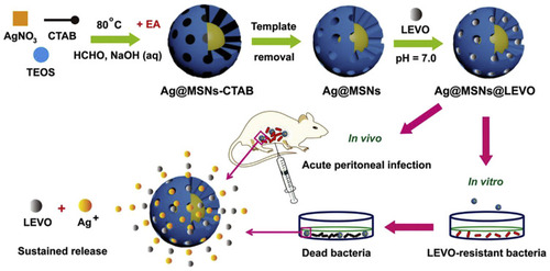 Figure 8 Schematic illustration of the fabrication of Ag@MSNs@LEVO nanoplatform and its application for a synergistic therapy of drug-resistant infections in vitro and in vivo. Reprinted from Biomaterials, Vol 101, Wang Y, Ding X, Chen Y, et al, Antibiotic-loaded, silver core-embedded mesoporous silica nanovehicles as a synergistic antibacterial agent for the treatment of drug-resistant infections, Pages No.207–216, Copyright (2016), with permission from Elsevier.Citation103