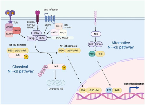 Figure 3. The classical and alternative pathways of NF-KB signalling are mediated by a variety of receptors and signalling molecules, including TLR, CD30L, CD40L, RANKL, etc.; persistent EBV infection can also activate this pathway. In the classical NF-KB pathway, IKB binds to the P50-P65 heterodimer in the cytoplasm, preventing its entry into the nucleus. When receptor activation initiates adaptor proteins and signalling kinase responses, this will lead to activation of the IKB kinase complex(IKK), which phosphorylates IKB and leads to polyubiquitination and proteasomal degradation. This allows P50-P65 to be released into the nucleus to induce gene expression. In the alternative pathway, IKKα is activated by the upstream kinase NF-KB inducible kinase (NIK), which promotes the processing of P100-RelB into P52-RelB. Abnormal activation of the NF-KB pathway in lymphoma: 1. In MALT, CARD11, MALT1 and BCL10 are involved in the formation of the complex CBM, which is essential for the activation of NF-KB. 2. Meanwhile, overexpression of IAP2-MALT1 fusion proteins in MALT is also effective in activating NF-KB.
