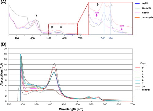 Figure 6. HEMOXCell® UV-visible spectra. (A) UV-visible absorption spectrum of HEMOXCell® under its different conformations. Soret band (γ) is between about 406 and 430 nm, beta band (β) and alpha band (α) are in the ranges of 500–555 nm and 555–630 nm respectively. (Blue: oxyhemoglobin; green: deoxyhemoglobin; pink: methemoglobin; orange: carboxyhemoglobin). (B) The absorbance of 0.750 g/L HEMOXCell® was determined as between 250 and 700 nm during the 10 days. The spectra obtained were superposed on a graphic representation. The control spectrum corresponds to HEMOXCell® diluted at 0.750 g/L in the conditioning buffer. Results were normalized at 523 nm and corresponding to one experiment. (AU = Absorption unit).
