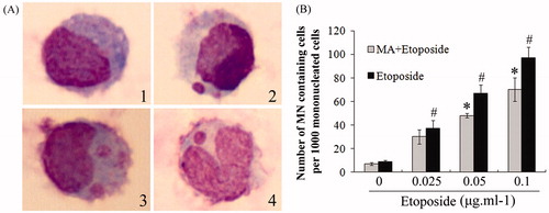 Figure 7. Mangiferin decreased etoposide-induced MN in MNC hUCB cells in MN assay. (A) Typical images (1000 × magnification): (1) normal mononucleated cell; (2) mononucleated cell containing one MN; (3) mononucleated cell containing two MNs; (4) “V” type rhabditiform nuclei cell containing one MN. (B) MN frequency in each group. In etoposide treatment groups, cells were treated with 0, 0.025, 0.05, or 0.1 μg/ml etoposide for 24 h. In MA and etoposide combination treatment groups, cells were pre-incubated with 50 μM mangiferin for 4 h before etoposide treatment. Data represented the mean ± SD of at least three independent experiments. (*p < 0.05 compared with the group treating with same concentration of etoposide. #p < 0.05 compared with the nontreated control group).
