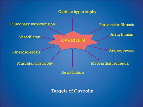 Figure 3. Caveolin and cardiovascular disease.