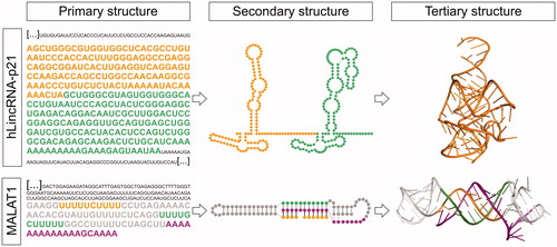 Figure 3. LncRNA structured motifs identified by sequence analysis. Top) RACE sequencing of hLincRNA-p21 revealed that this lncRNA comprises IRAlu elements (left: primary structure). Structure probing of these IRAlus in the context of the full-length hLincRNA-p21 (middle: experimental secondary structure map) surprisingly revealed an architecture similar to that of independently-transcribed Alus, i.e., the Alu of the 7SL subunit of the signal recognition particle, which has been previously crystallized (right: crystal structure from PDB 5AOX). Bottom) Identification of a PAN-like triple helix-forming motif in MALAT1 (left: sequence) fostered the secondary (middle) and high-resolution 3D (right: crystal structure from PDB 4PLX) structure characterization of this short lncRNA motif. A color version of this figure is available online.