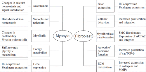 Figure 3. Subcellular targets in myocytes and fibroblasts during cardiac remodelling.