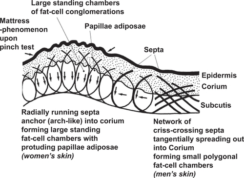 Figure 1 Schema representing the gender difference of the inner structure of skin and subcutaneous tissue. Modified from CitationMüller and Nürnberger (1972).