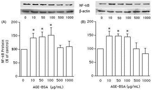 Figure 1. Western blot analysis of NF-κB expression, expressed as percentage in relation to control, in vascular smooth muscle cells (VSMCs) from non-diabetic rats (panel A) and Goto–Kakisaki (GK) rats (panel B). We performed immunoblotting to compare the protein content of NF-κB in VSMCs stimulated by AGE-BSA at the concentrations indicated. Values represent the NF-κB/β-actin ratio. Data are expressed as mean ± SEM of three independent experiments per group, each performed in quadruplicate. *p < 0.05 versus bar one (one-way ANOVA followed by Bonferroni's test).