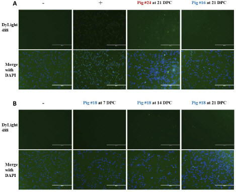 Figure 5: Detection of MPXV-specific antibodies using Protein A. Vero E6 cells were infected with MPXV at an MOI of 1 and incubated for 48 hours before fixation with 80% acetone. Pig sera was diluted in PBS with 1% BSA and added to fixed wells. Biotinylated Protein A conjugated to streptavidin-DyLight488 was used to stain wells, and wells were visualized at 10x magnification using an EVOS fluorescence microscope. Scale bars represent 400 µm. (A) Representative images of stained cells. Naïve serum collected at -1 DPC was used as a negative control, and a rabbit anti-vaccinia polyclonal antibody was used as a positive control. (B) Images from sentinel pig #18, collected at each indicated timepoint.