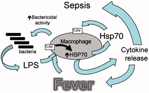 Figure 3. Model of how fever, inflammatory agonists, and Hsp70 interact to cause sepsis. Proposed model of sepsis in which LPS and fever initiate a positive feedback pathway through enhanced Hsp70 expression and release, and subsequent increased TLR activation, Hsp70 expression, and proinflammatory cytokine release. This research was originally published in the Journal of Biological Chemistry [Citation40], © the American Society for Biochemistry and Molecular Biology.