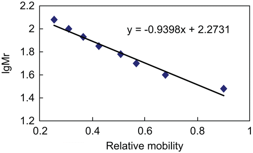 Figure 3.  Standard curve related to the relative mobility and logarithm of standard molecular weight was established. The x-axis represents the relative mobility, and the y-axis represents the logarithm of the standard molecular weight of protein (protein ladder).
