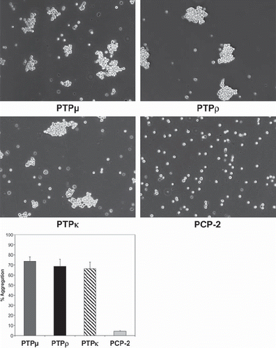 Figure 4. PCP-2 does not mediate homophilic cell-cell aggregation. Nonadhesive Sf9 cells were infected with baculoviruses expressing different type IIb RPTP subfamily members and allowed to aggregate for 30 min prior to imaging. PTPμ, PTPρ, PTPκ all mediate homophilic cell aggregation, whereas PCP-2 does not.