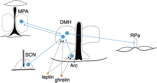 Figure 1. The Vgat-expressing neurons in the DMH serve as an intermediary hub in the pathway connecting the MPA to the Raphe Pallidus (RPa), potentially converging information on internal nutritional status and circadian rhythms. The Vgat-expressing DMH neurons project to both the MPA and RPa. Conversely, the DMH receives projections from the MPA, SCN, and Arc. Moreover, the DMH expresses receptors for leptin and ghrelin, suggesting the possibility of directly receiving signals of internal nutritional signal from the bloodstream.