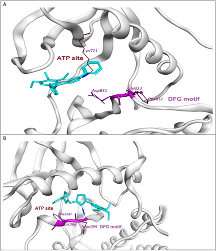 Figure 8. (A) Binding mode of compound 7l (cyan) to active site of EGFR showing DFG motif in purple. (B) Binding mode of compound 7l (cyan) to active site of VEGFR-2 showing DFG motif in purple.