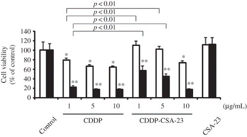 Figure 4. Cytoprotective effects of CDDP-CSA-23 complex in HK-2 cells for 24 h (□) and 72 h (▪).Notes: Concentrations of compounds were based on CDDP concentration. The concentration of CSA-23 alone (42 μg/mL) was equivalent to that of CSA-23 containing 5 μg/mL CDDP. Values are expressed as the mean ± SD (n = 6). CDDP, Cisplatin; CSA, chondroitin sulfate; HK-2, human proximal tubular cells.*, **p < 0.01 compared with control and CSA-23 for 24 and 72 h, respectively.