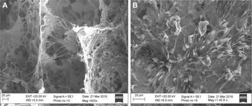 Figure 2 SEM images of (A) CNF aerogel and (B) DCNF aerogel.Abbreviations: SEM, scanning electron microscopy; CNF, cellulose nanofiber; DCNF, drug-loaded CNF; WD, working distance; EHT, electron high tension.