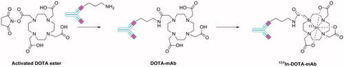 Figure 4. Synthetic approach for the production of radiolabelled mAbs and mAb fragments using DOTA as the host-linker moiety.