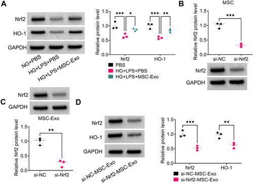 Figure 6. MSC-Exo modulated the Nrf2/HO-1 pathway in HG + LPS-induced HPMECs. (A) The protein levels of Nrf2 and HO-1 were detected by WB analysis in HG + LPS-induced HPMECs co-incubated with MSC-Exo. (B) The transfection efficiency of si-Nrf2 in MSC was confirmed by WB analysis. (C) Exosome was collected from MSC transfected with si-Nrf2/si-NC, and then Nrf2 protein expression was detected by WB analysis. (D) WB analysis was used to measure the protein levels of Nrf2 and HO-1 in HG + LPS-induced HPMECs co-cultured with si-Nrf2-MSC-Exo or si-NC-MSC-Exo. *p < 0.05; **p < 0.01; ***p < 0.001.