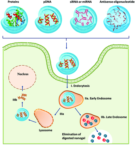 Figure 5. Intracellular delivery stages of biological macromolecules from nanogels (adapted from Keles et al., Citation2016).