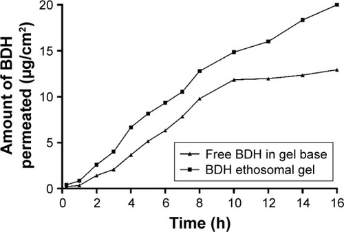 Figure 5 Ex-vivo permeation of both free BDH in gel and BDH ethosomal gel in phosphate buffer pH 7.4.