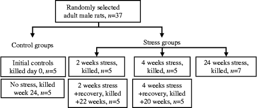Figure 1.  Experimental groups showing period of stress exposure or recovery. Blood and tissue samples were collected at autopsy.