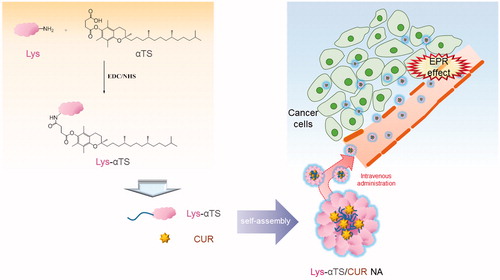 Figure 1. Schematic illustration of tumor-targeted therapy of Lys-αTS/CUR NA.