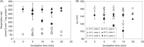 Figure 5. Reversibility of temperature effects on the respiration rate (A) and Δψ (B). Measurements were performed in state 2 and 3 at 37°C after pre-incubation (0–20 min) at 37°, 42° and 45°C. Averages from n = 3 independent experiments ± SEM.